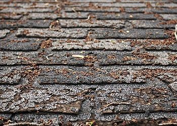 Missing, Cracked or Curled Shingles